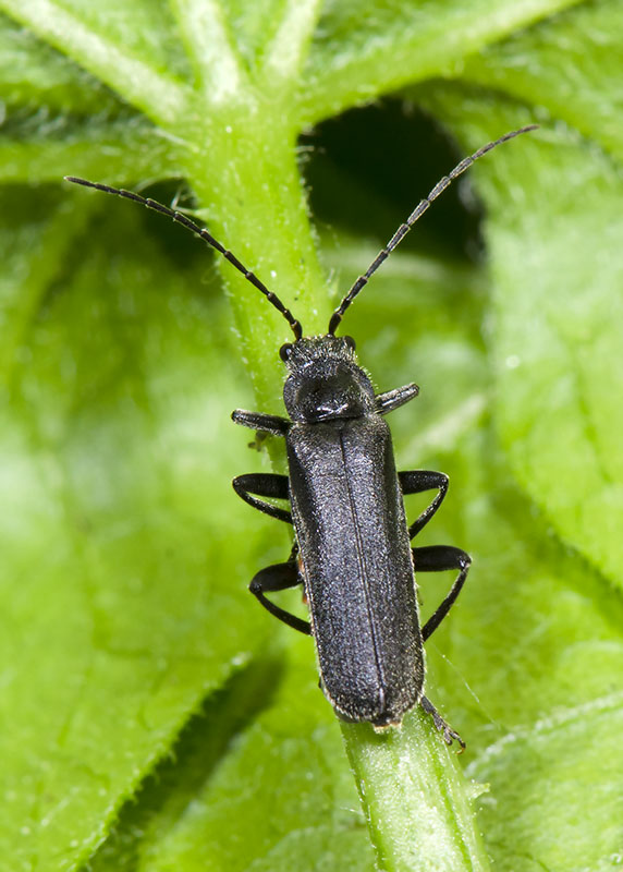 Cantharidae: Cantharis sp.